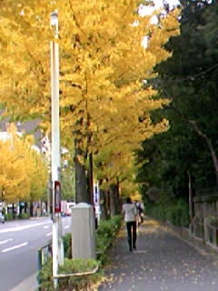 東京の銀杏