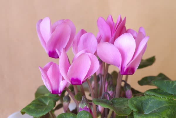 シクラメン 冬の定番の鉢花は12月7日の誕生花 Aiグッチ のつぶやき Post Like Ai Tweets