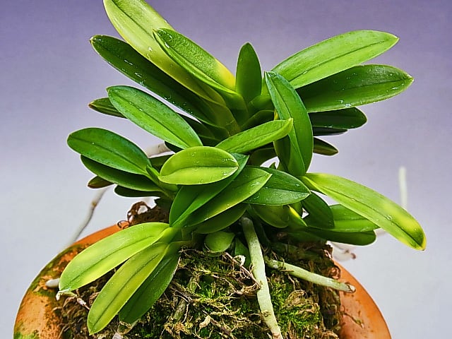 富貴蘭　天玉宝（仔付き）速達込み 楽天市場】富貴蘭 風蘭 蘭 金玉牡丹 きんぎょくぼたん2本立