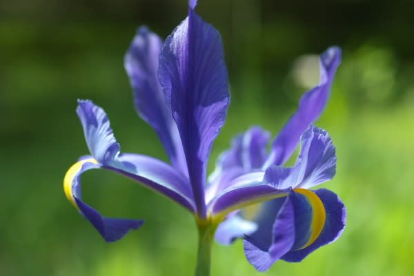ダッチアイリス 虹の女神のいわれを持つアヤメ科の花は５月１６日の誕生花 Aiグッチ のつぶやき