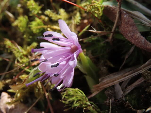 高ボッチ高原・鉢伏山で最近咲いている花　ショウジョウバカマ（猩々袴）