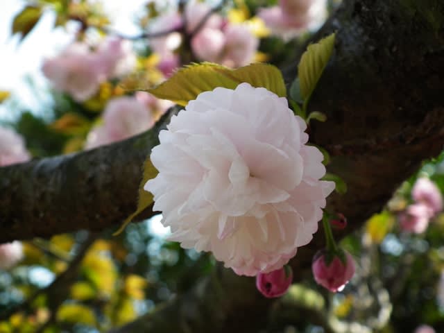 八重紫桜