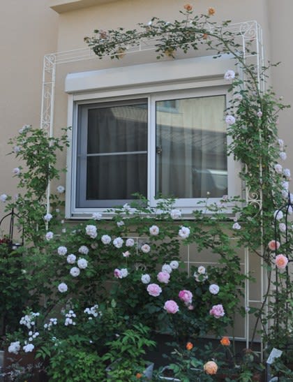 窓回りのバラ 晴れた日は庭仕事