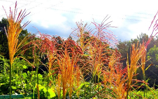 イネ科植物のススキの仲間 赤い穂と白い穂のススキ オギとヨシ 他 花と徒然なるままに