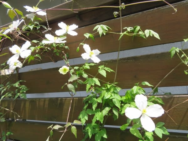 ジャスミンの白い花が咲き始めて 折節の移り変わるこそ
