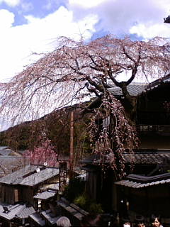 清水寺、しだれ桜が咲始めてます