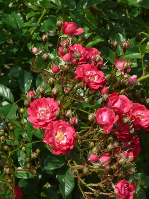 一関市東山町のバラ 薔薇 アンジェラ 22年6月21日 水 Peaの植物図鑑