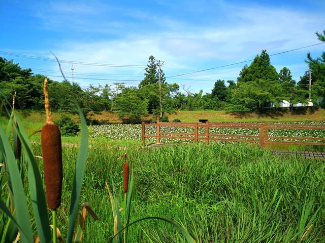 夏の日の 友情の池 ｇｏ ｔｏ ｎａｔｕｒｅ 江津 自然