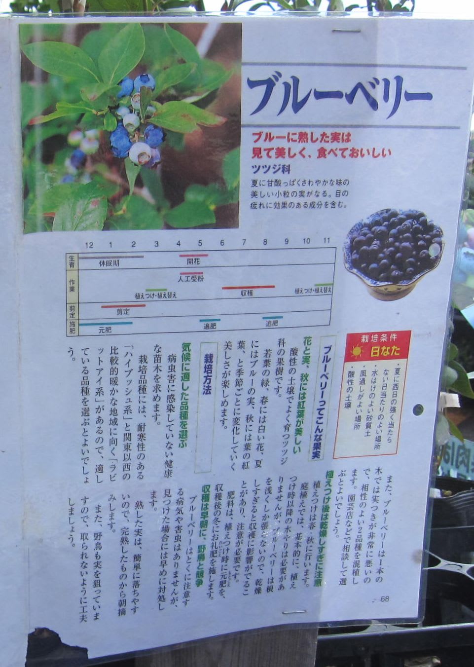 ブルーベリーは 神様が与えて下さった星の果物 試行錯誤の家庭菜園