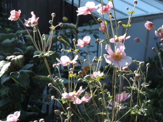 ９月の庭に咲くピンクの花 秋を感じさせる花から 四季彩ガーデンにようこそ