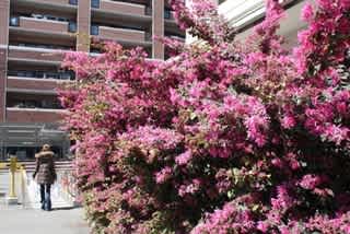 紅花常盤満作 べにばなときわまんさく 筑紫の国から 花つくし日記 紅花常盤満作 べにばなときわまんさく 筑紫の国から 花つくし日記