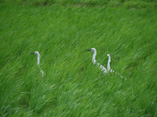 半夏雨、青田の中のコサギ（小鷺）