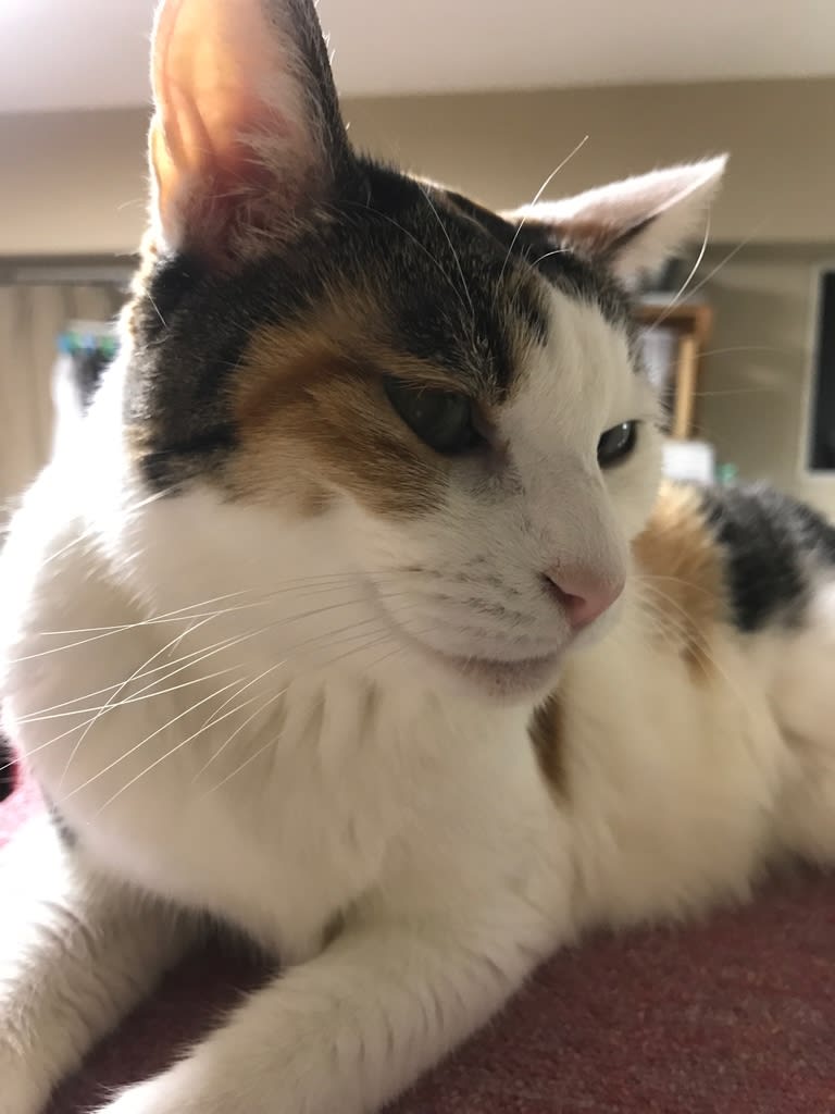 ふうちゃんのお尻が大きく腫れた 前向きな毎日を送る ふうちゃんのお尻が大きく腫れた 前向きな毎日を送る