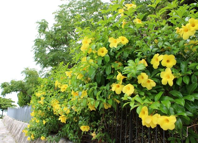 アリアケカズラ アラマンダ 沖縄の四季の花 アリアケカズラ アラマンダ 沖縄の四季の花
