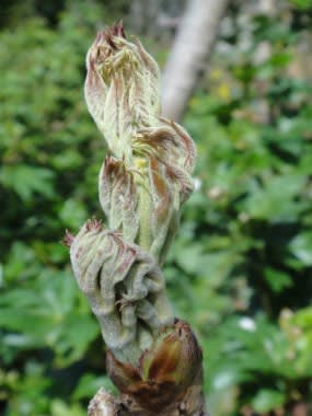 タラの木にできるタラの芽を食べよう うさぎ学園 多趣味部 タラの木にできるタラの芽を食べよう うさぎ学園 多趣味部