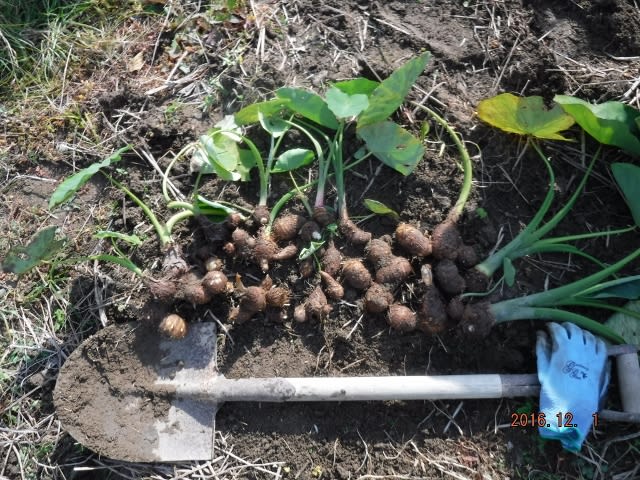 初めて植えた海老芋の収穫 青空カフェ 癒しの里山だより