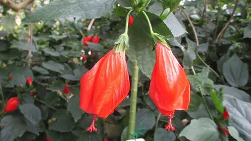 岩手県立花きセンターのヒメフヨウ（姫芙蓉）　2022年12月2日（金） - peaの植物図鑑
