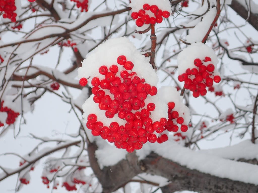 雪は降る ナナカマド綿帽子被り 赤ら顔 札幌 雪降る街 カムイラピットの楽園 こな雪 ぼた雪 あられ雪