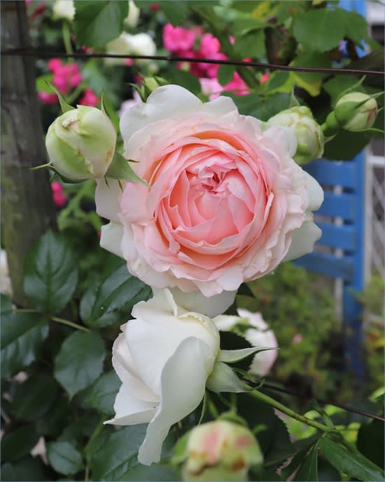 冬剪定と誘引 大物つるバラ３つ ブラン ピエール ソンブロイユ ラベンダーラッシー M S Small Garden Milky Mamaの小さな庭