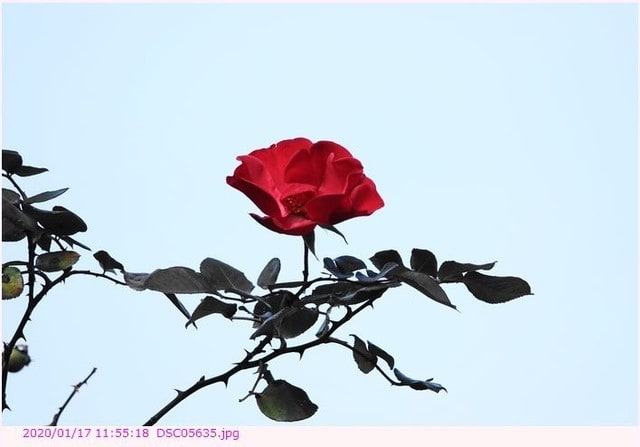 つるバラ アルテシモ 真紅の一重咲 散歩写真 つるバラ アルテシモ 真紅の一重咲 散歩写真