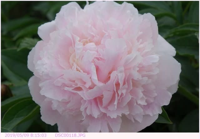シャクヤク 芍薬 淡いピンクの花 散歩写真
