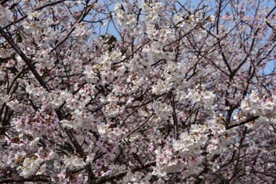 満開となった暖流桜