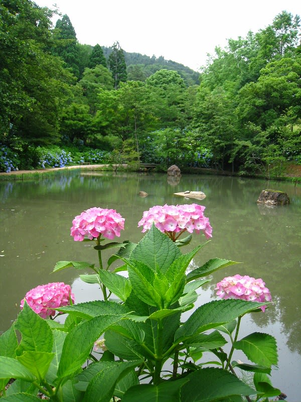舞鶴自然文化園 紫陽花 12 6 25 京の四季 名勝散策 写真集