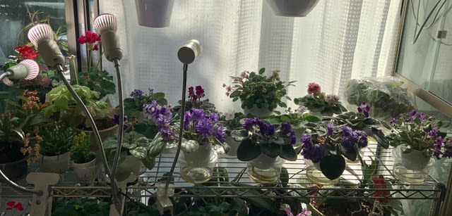 African violet (Saintpaulia)セントポーリア」のブログ記事一覧-Let's growing!