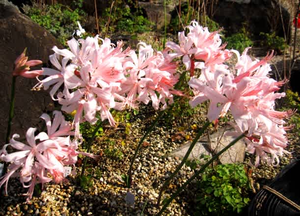 ネリネ キラキラ輝く花弁から ダイヤモンドリリー とも く にゃん雑記帳 ネリネ キラキラ輝く花弁から ダイヤモンドリリー とも く にゃん雑記帳