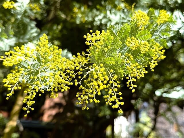 ミモザ」/蔵前神社 - 京の昼寝~♪ ミモザ」/蔵前神社 - 京の昼寝~♪
