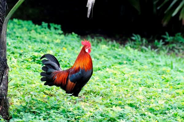 セキショクヤケイ（赤色野鶏）① - あなたに会いたくて…野鳥探索日記