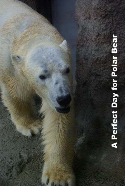 イワンのハゲ シロクマ日和 A Perfect Day For Polar Bear