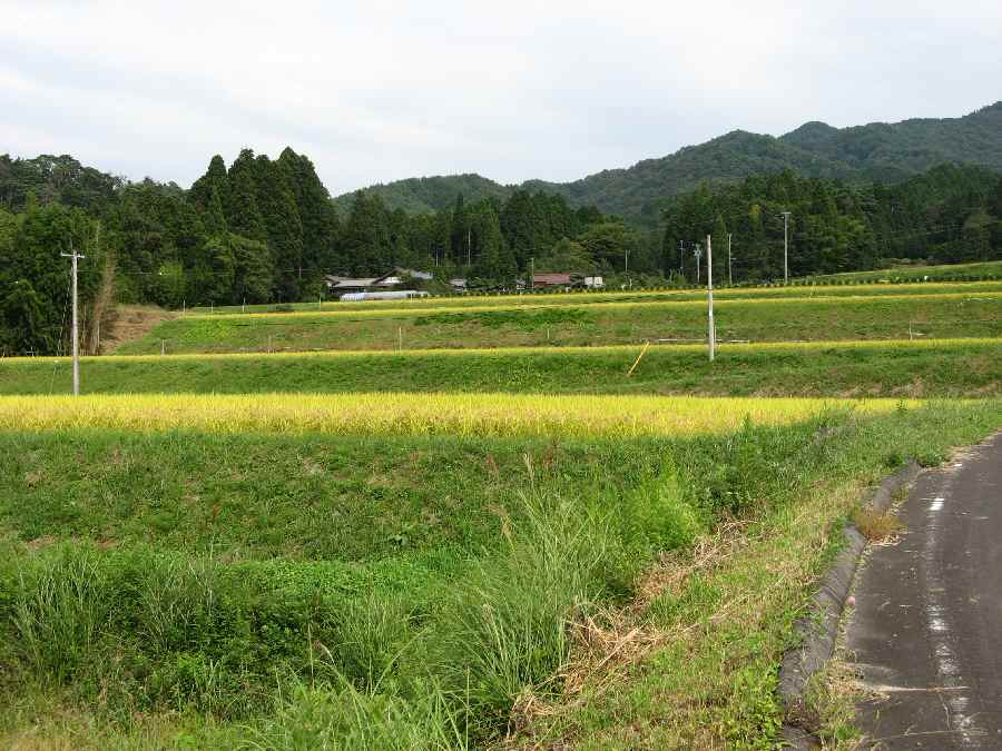 日本一の農村景観の画像