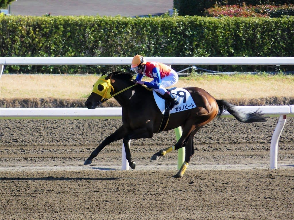 19 3 8 大井競馬場に行ってみました キマグレ競馬