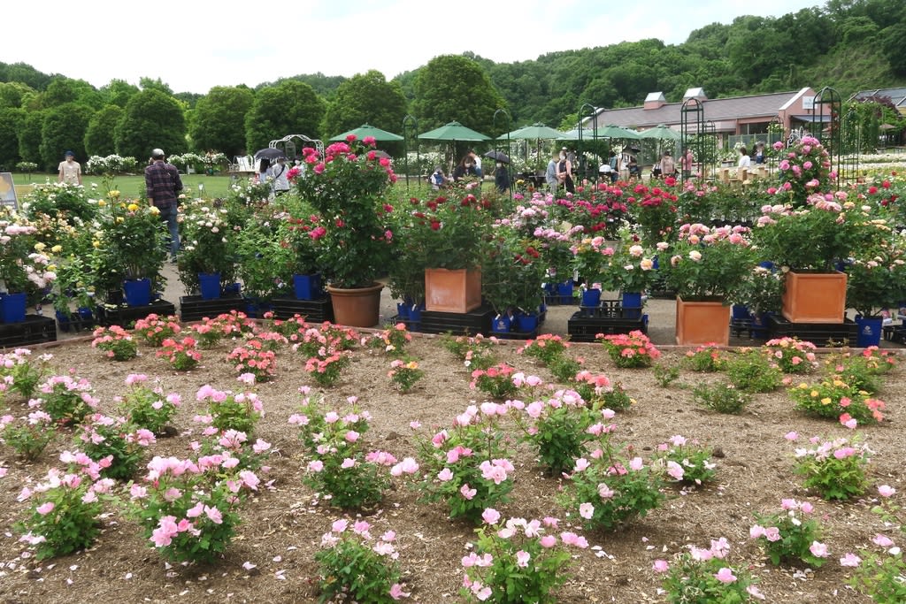 世界最大級のバラ園 岐阜県可児市の花フェスタ記念公園 自然を求めて近辺ぶらり