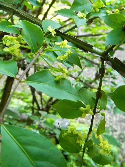 5月初旬の木の花 黄緑色 教室 自然いろいろブログ
