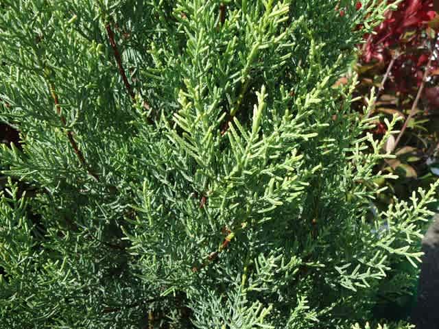 アリゾナイトスギ 植物 主に観葉植物 日記