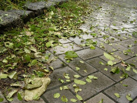 rain_007.jpg: 雨に濡れる路面と落ち葉