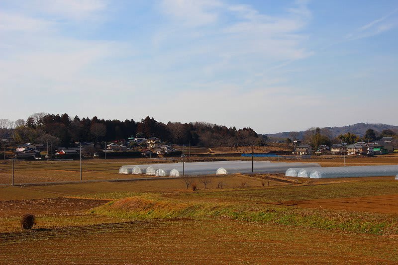 益子町 山本の風景 2 25.2.5 栃木の木々 益子町 山本の風景 2 25.2.5 栃木の木々