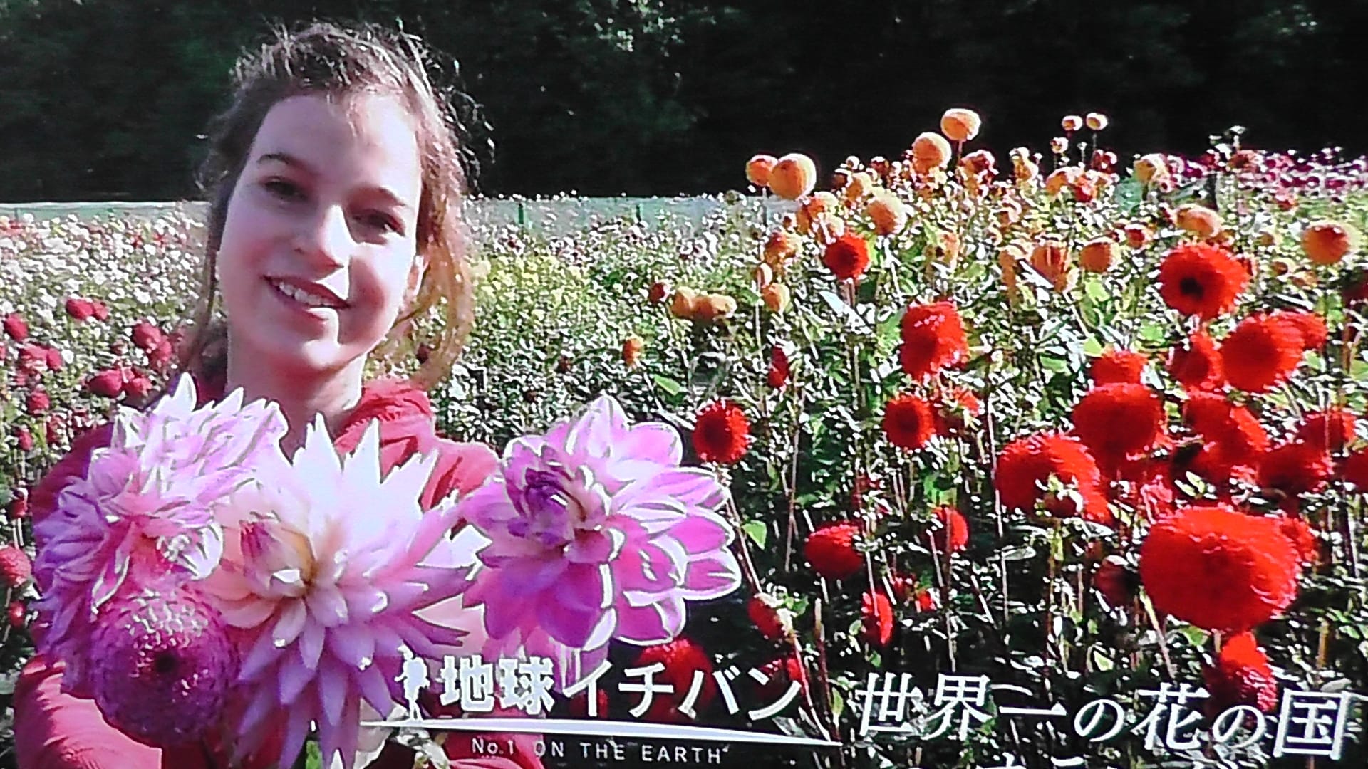 世界一花の国オランダ ー花文化の高さに敬服 京都で定年後生活