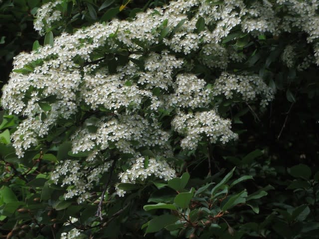 季節感にあふれた白い花を咲かせるミズキ 野の花 庭の花