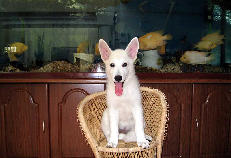 めちゃ可愛い仔犬 白い 絆 隣のおっちゃんのクレーム オパールカズの おしゃれライフ ｉｎ 海外 旅とホワイトシェパードとラブ犬