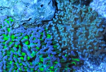 ヴィンテージ18年サンゴ Teru Blog なちゅらリーフ ヴィンテージ18年サンゴ Teru Blog なちゅらリーフ