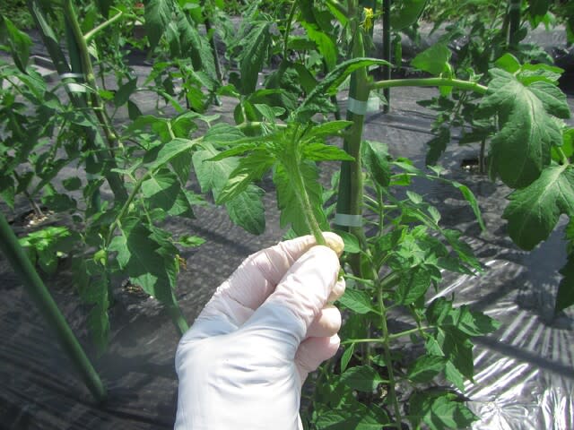 トマトの支柱誘引 脇芽かき 肥料過多の対策 大好き 野菜の時間