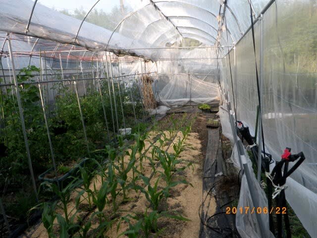 きゅうり支柱の雨除け改造とトマトの虫対策 畑 野菜の記録