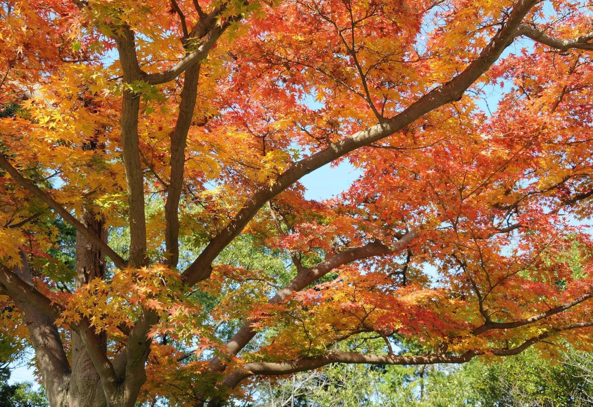 紅葉まだまだ！の画像