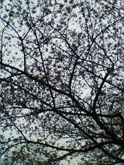 上板橋の桜