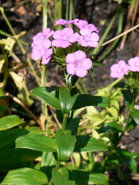 夏の花 浜撫子 田舎へ行ってご 見てご