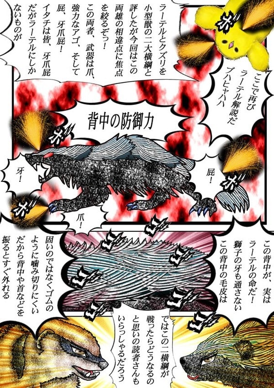 323章 ラーテルvsクズリ どちらが強いのか 二大横綱のイタチ 鷹戦士学園 Japanese Manga 当ブログはリンクフリーの格闘漫画です