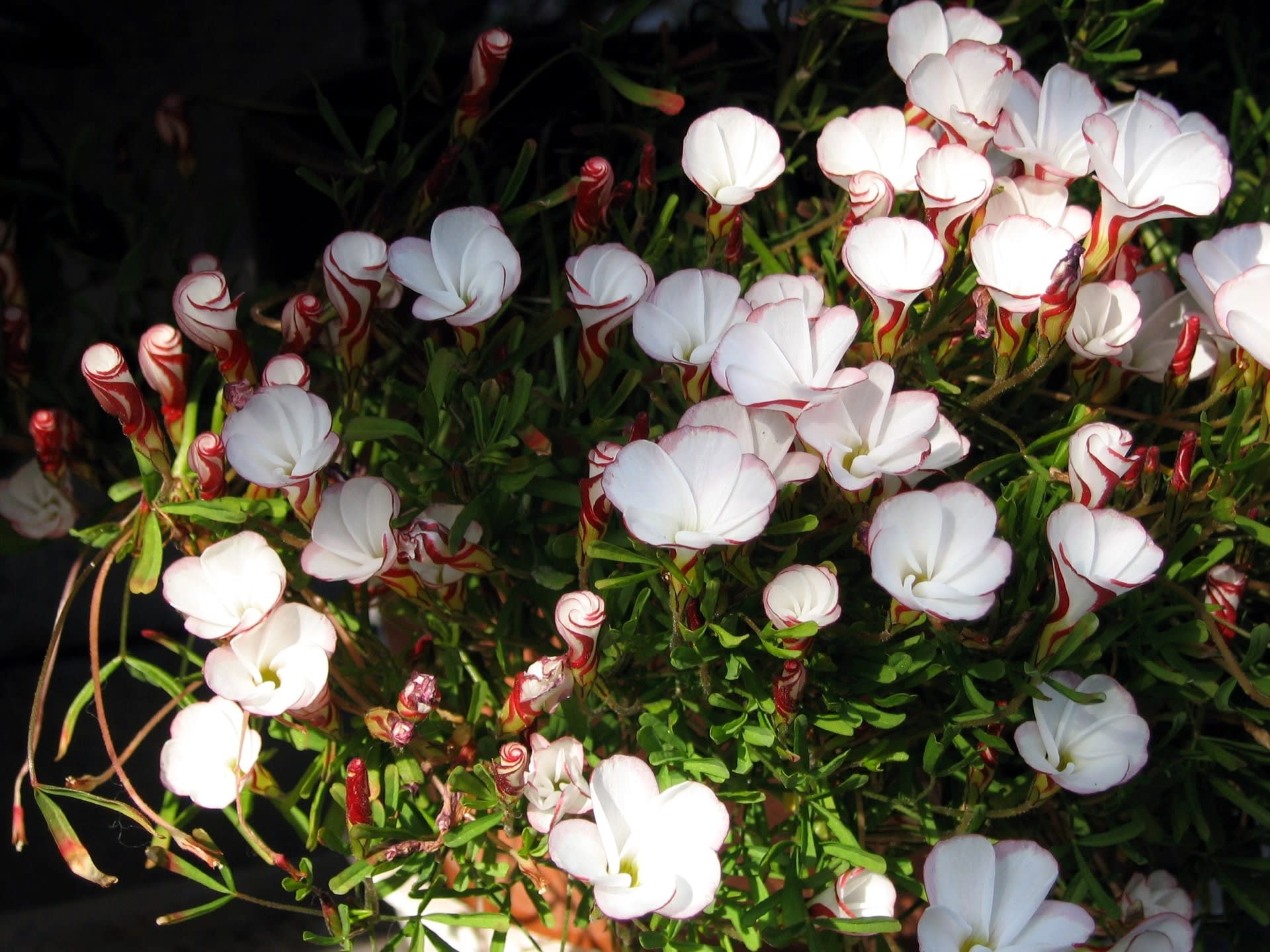 教えて下さい！　この花 ?の画像